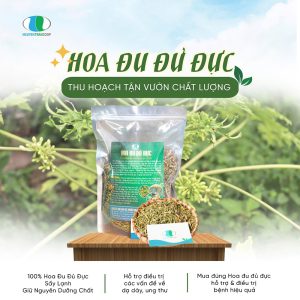 Hoa Đu Đủ Đực