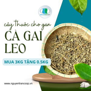 Cà Gai Leo