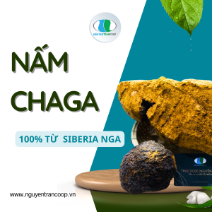 (1Kg) Nấm Chaga Nga {Nhập khẩu chính ngạch}