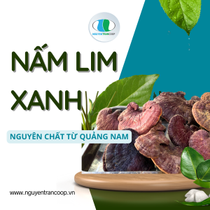 (1Kg) Nấm Lim Xanh Rừng Quảng Nam
