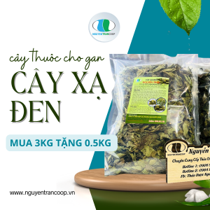Trà Cây Xạ Đen Hòa Bình