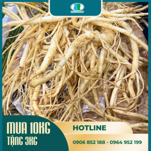 (10kg) Sâm Dây Ngọc Linh Tươi ( Đẳng Sâm ) [ Mua 10 KG Tặng 3KG ]