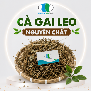 Cà Gai Leo