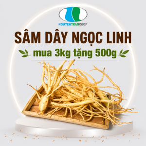 (3kg) Sâm Dây Ngọc Linh Tươi ( Đẳng Sâm ) [ Mua 3KG Tặng 0.5KG ]
